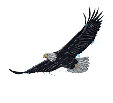 Flying bald eagle from a splash of watercolor, colored drawing, realistic. Vector illustration of paints