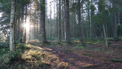 Obraz premium morning in the forest