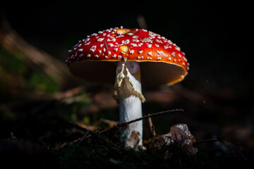 Pilze im Wald
