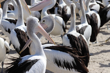 Fototapeta premium pelicans on a rock