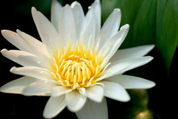 The lotus flower is blooming beautifully in the lake,select focus.