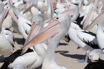 pelicans on the beach