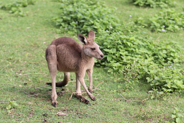 Naklejka na ściany i meble kangaroo in the zoo