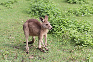 kangaroo in the zoo