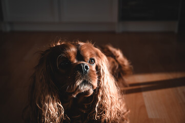 A Cavalier King Charles Spaniel at a portrait picture