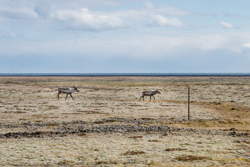 Fototapeta na wymiar Wild reindeers in Iceland on a sunny afternoon