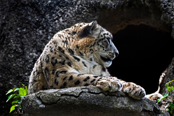 Snow leopard near the cave. Latin name - Uncia uncia	