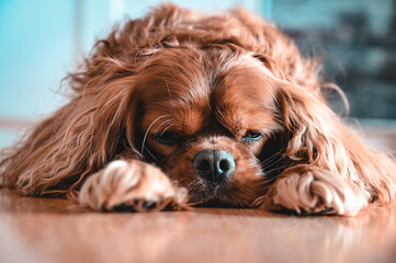 A Cavalier King Charles Spaniel at a portrait picture