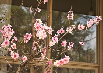 Pink peach blossoms blooming in the late wintertime on the garden background, GA USA.