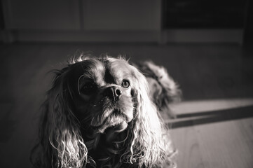 Fototapete bei efototapeten.de bestellen   
