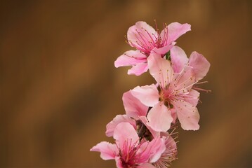 Pink peach blossoms blooming in the late wintertime on the garden background, GA USA.