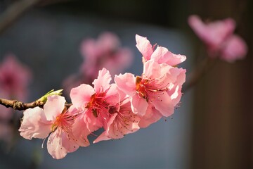 Pink peach blossoms blooming in the late wintertime on the garden background, GA USA.
