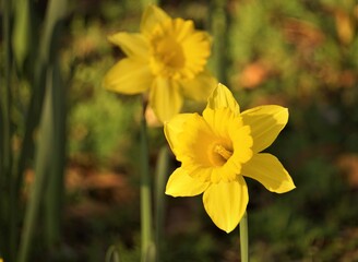 Close up beautiful Yellow Daffodil (Narcissus) flower blooming on the ground in the garden as the background, Winter in GA USA.