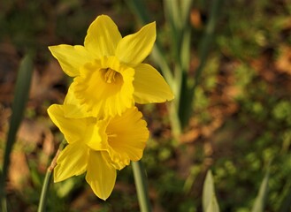 Close up beautiful Yellow Daffodil (Narcissus) flower blooming on the ground in the garden as the background, Winter in GA USA.
