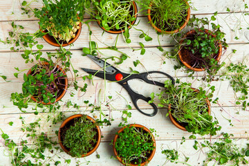 Micro greens perfect fresh vegetables, herbs and greens with high levels of antioxidants, vitamins,...