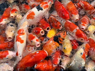 Obraz na płótnie Canvas A group of beautiful koi fish in a fish pond. Feed the koi fish