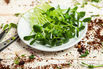Micro greens perfect fresh vegetables, herbs and greens with high levels of antioxidants, vitamins,...