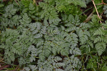 Green Leaves
