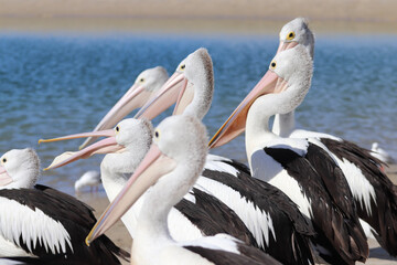 pelicans on the beach