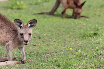 kangaroo in the grass