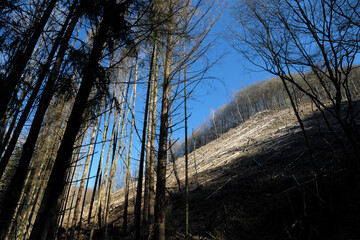 Gerodeter Berghang mit Baumstümpfen und liegenden Baumstämmen - Stockfoto
