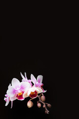 pink orchid on black background