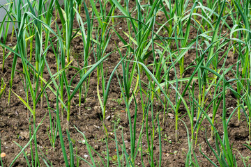 Small sprouts of winter garlic grow in the ground in the spring in the garden. Theme spring work on the land in the garden, gardening, growing crops