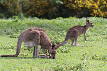 Naklejka na ściany i meble kangaroo and baby
