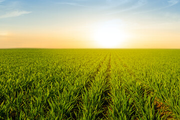 beautiful green rural field at the sunset, countryside evening scene