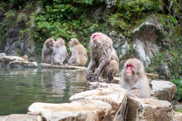 Schneeaffen in Japan 