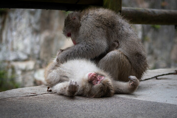 Schneeaffen in Japan 