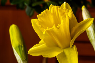 Narcissus trumpet daffodil