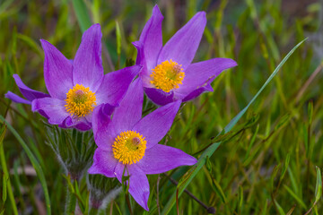 closeup violet wild bell flowers in a grass