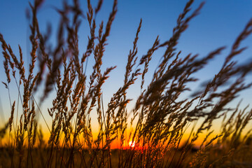 closeup prairie grass on dramatic sunset background, beautiful natural scene