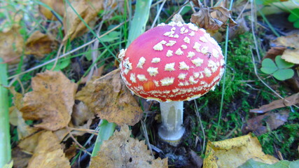 fly agaric mushroom in forest