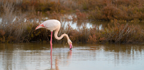 flock of flamingos in their natural ecosystem  © ivan canavera