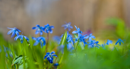 closeup blue Scilla snowdrop flowers in a forest, beautiful spring natural background