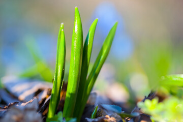 closeup green grass sprouts growth in a forest, seasonal natural background
