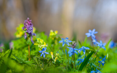 closeup blue Scilla snowdrop flowers in a forest, beautiful spring natural background