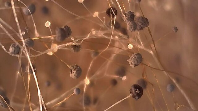 Microscope Mold Sporangium and Sporangiospore 1200x Biology Fungi