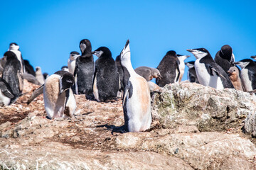 Penguins with it's babies in King George Island of Antarctica.