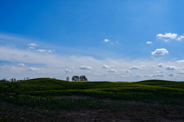 Fototapeta premium country landscape with green meadow and blue sky above