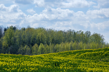 country landscape with green meadow and blue sky above