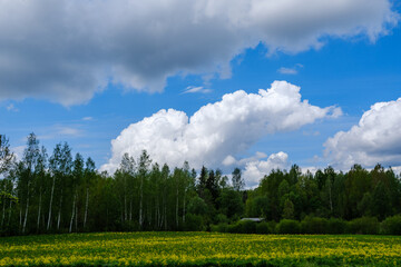 Fototapeta premium country landscape with green meadow and blue sky above
