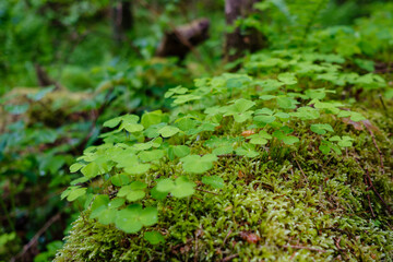 green forest lush with leaves, foliage and bush texture in summer
