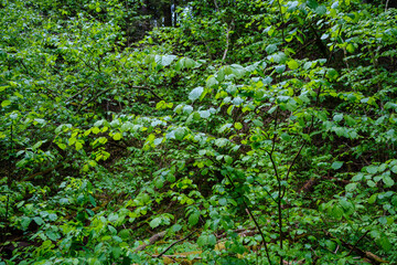 green forest lush with leaves, foliage and bush texture in summer