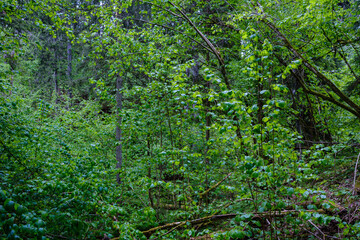 green forest lush with leaves, foliage and bush texture in summer