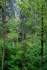 green forest lush with leaves, foliage and bush texture in summer