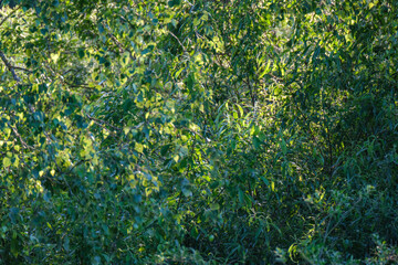 green forest lush with leaves, foliage and bush texture in summer