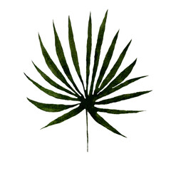 watercolor tropical leaf, isolated on white background